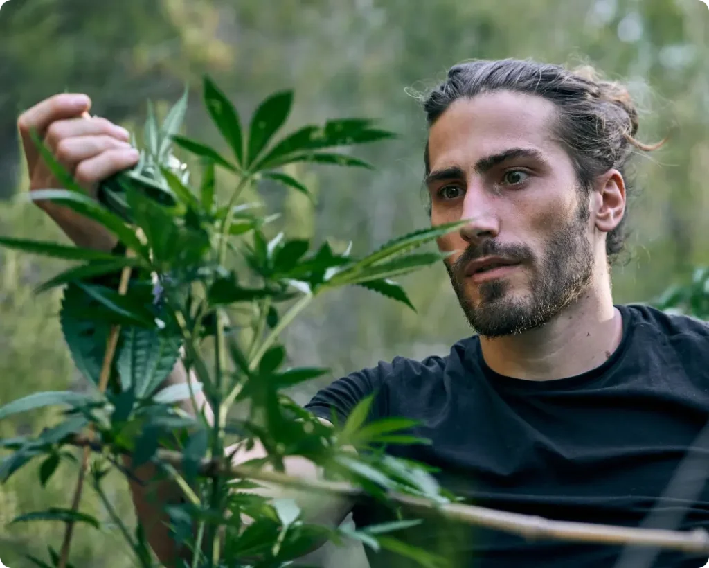 Marijuana-THC Awareness Program In Tennessee