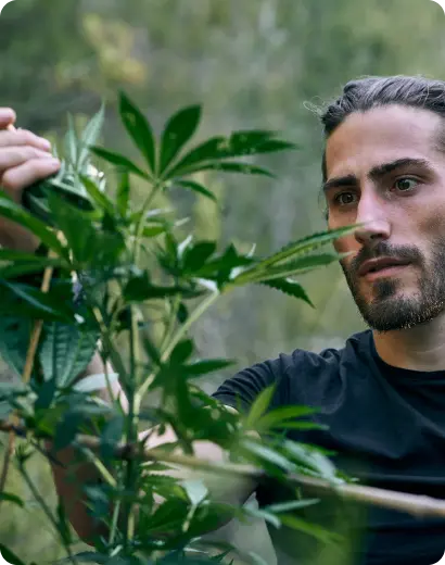 Marijuana-THC Awareness Program In Tennessee